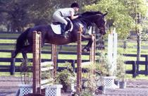 Adult horsback riding lessons